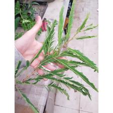 Phyllanthus emblica (India clone) 152