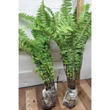 Нефролепис сп.(Т01) Бурма / Nephrolepis sp.(T01) Burma