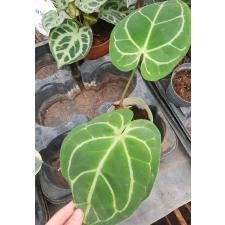 Anthurium crystallinum x sib (South America) pot