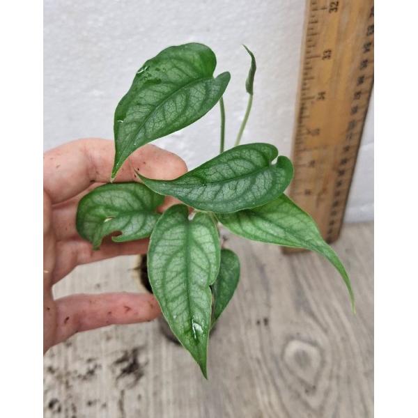 monstera siltepecana (S)