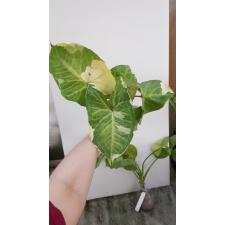 Syngonium Orm Thong variegated 249/2 по 1100p