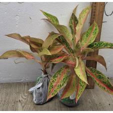 Аглаонема Барами Рунг. / Aglaonema Baramee Rung A-20