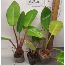 Филодендрон Принц оранжевого / Philodendron Prince Of Orange