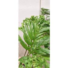 Drynaria sp. Crested Philippines.