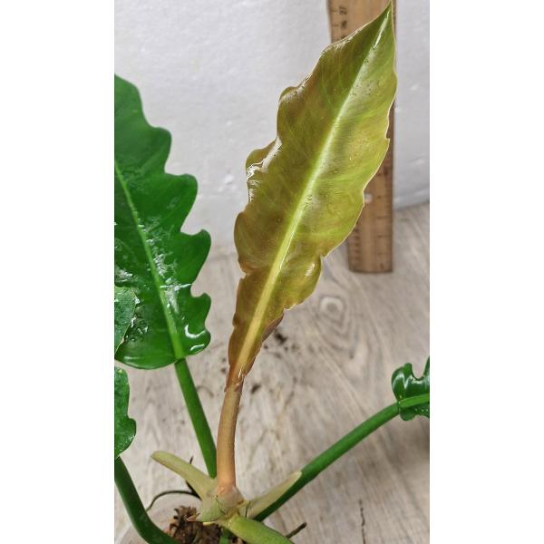 Philodendron 'Narrow Escape'