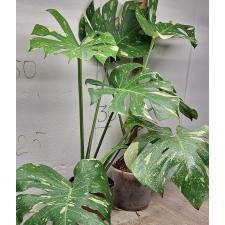 Монстера Деликоза Тайское Созвездие / Monstera deliciosa Thai Constellation (L)