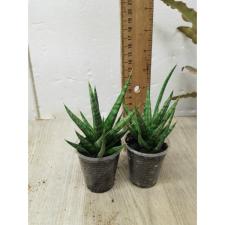 sansevieria sp francisii