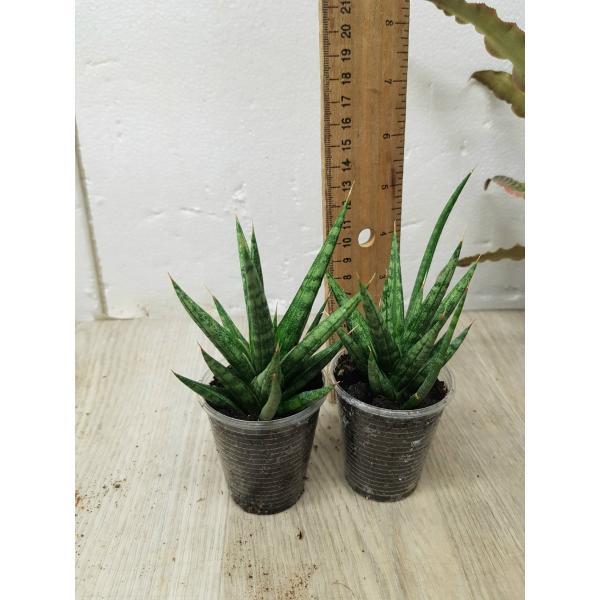 sansevieria sp francisii
