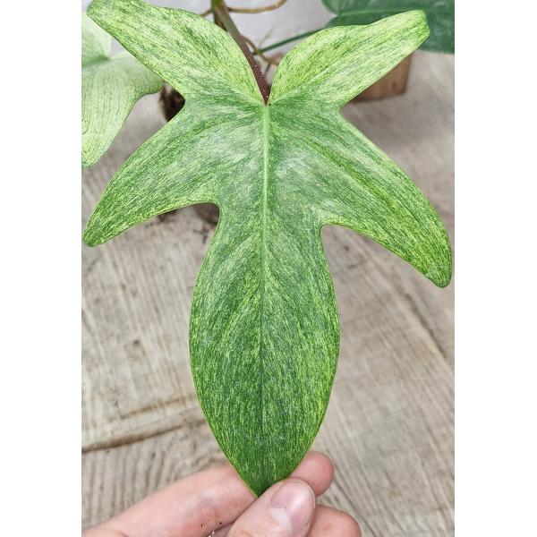 Филодендрон "Флорида Гост" мятный / Philodendron 'florida ghost' mint