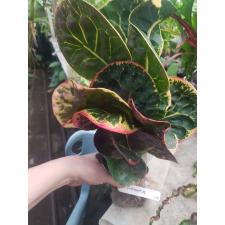 Codiaeum Sethee Muangchan 170