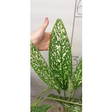 Aglaonema Pet ra cha A-120