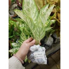 Aglaonema Platinum white