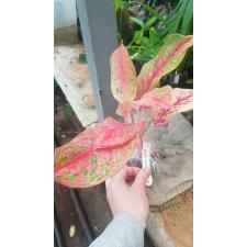 Aglaonema Kwak Sub 27