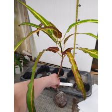 Codiaeum Krabi 247