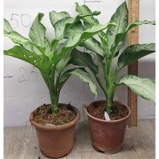 Диеффенбахия Удомсаб (Серебряная форма) / Dieffenbachia Udomsub (silver form).