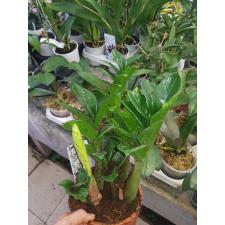 Zamioculcas Zenzi 4+ 12 см