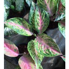 Aglaonema Sum Phao Thong.