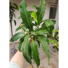 Mangifera indica 'Nam Doc Mai' 197