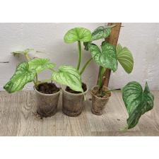 Филодендрон мамей / Philodendron mamei