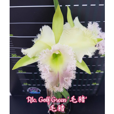 Rlc. Golf Green 'Hair Pig' B13