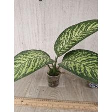 dieffenbachia sp lemon tropic  S