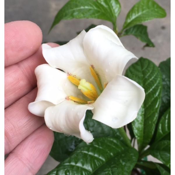 Эвклина лонгифлора (Рандия макранта) / Euclina longiflora (Randia macrantha) 88