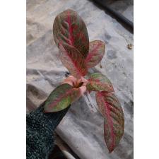 Aglaonema Sub Mongkol 223