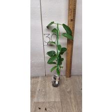 Hoya onychoides No.2 'Mercury'