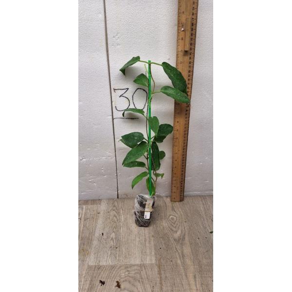 Hoya onychoides No.2 'Mercury'