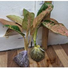Аглаонема Пинки Банана / Aglaonema Pinky Banana A-48