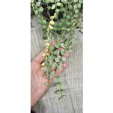 Dischidia nummularioides variegata 'Pebble Beach' (L)