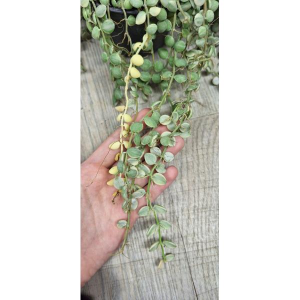 Dischidia nummularioides variegata 'Pebble Beach' (L)