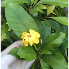 Гардения тубифера / Gardenia tubifera 362/1