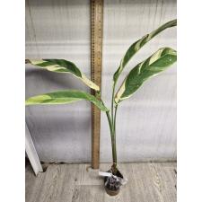 Heliconia variegated 126 - 3500p