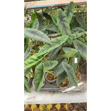 Alocasia venusta  B7 January