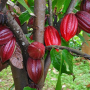 Cacao theobroma (в наличие у поставщика only seedling)