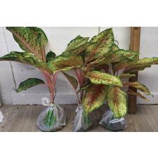 Аглаонема 10 Карат. / Aglaonema 10 Karat A-1