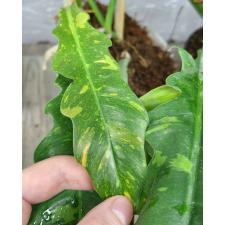 philodendron ring of fire