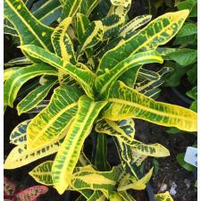 Codiaeum Judo Yellow. 246