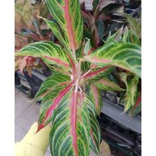 Aglaonema Red Panama