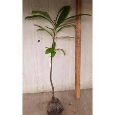 Dillenia indica (green leaf) 109