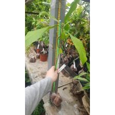Gardenia tubifera 123