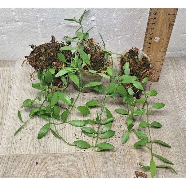 Dischidia pectenoide