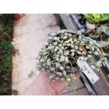 Dischidia nummularia silver