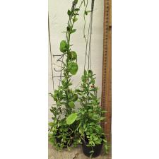 Дисхидия гребешковая / Dischidia pectinoides