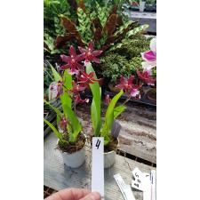 cambria mix 4 - 550