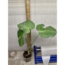 monstera sp. thai con pot d 1300p