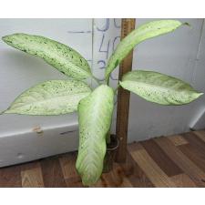 Диффенбахия Камуфляж / Dieffenbachia Camouflage (М)