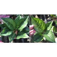 Aglaonema Reak Ngern 100