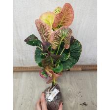 Codiaeum Aree 77